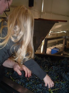 Our Winemaker-in-Training at Her First Sort